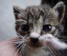 05.11-cat